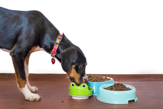 Read more about the article בעלי כלבים – הכירו את מותג מזון הכלבים petkind
